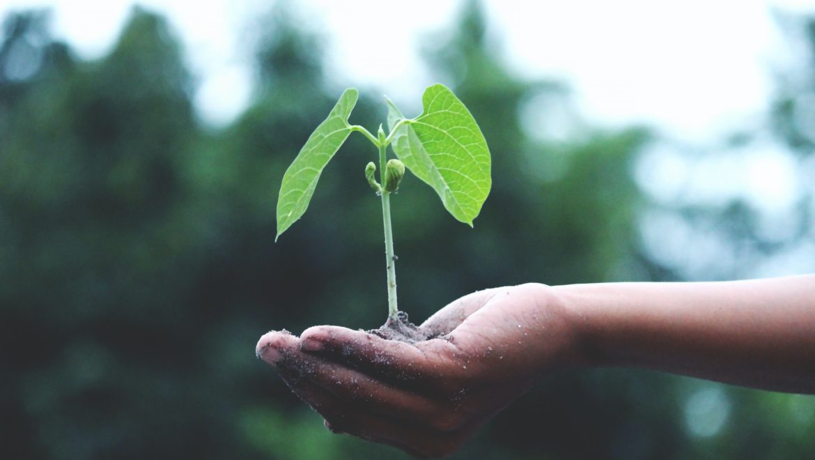 sustainable action with plant growing in palm