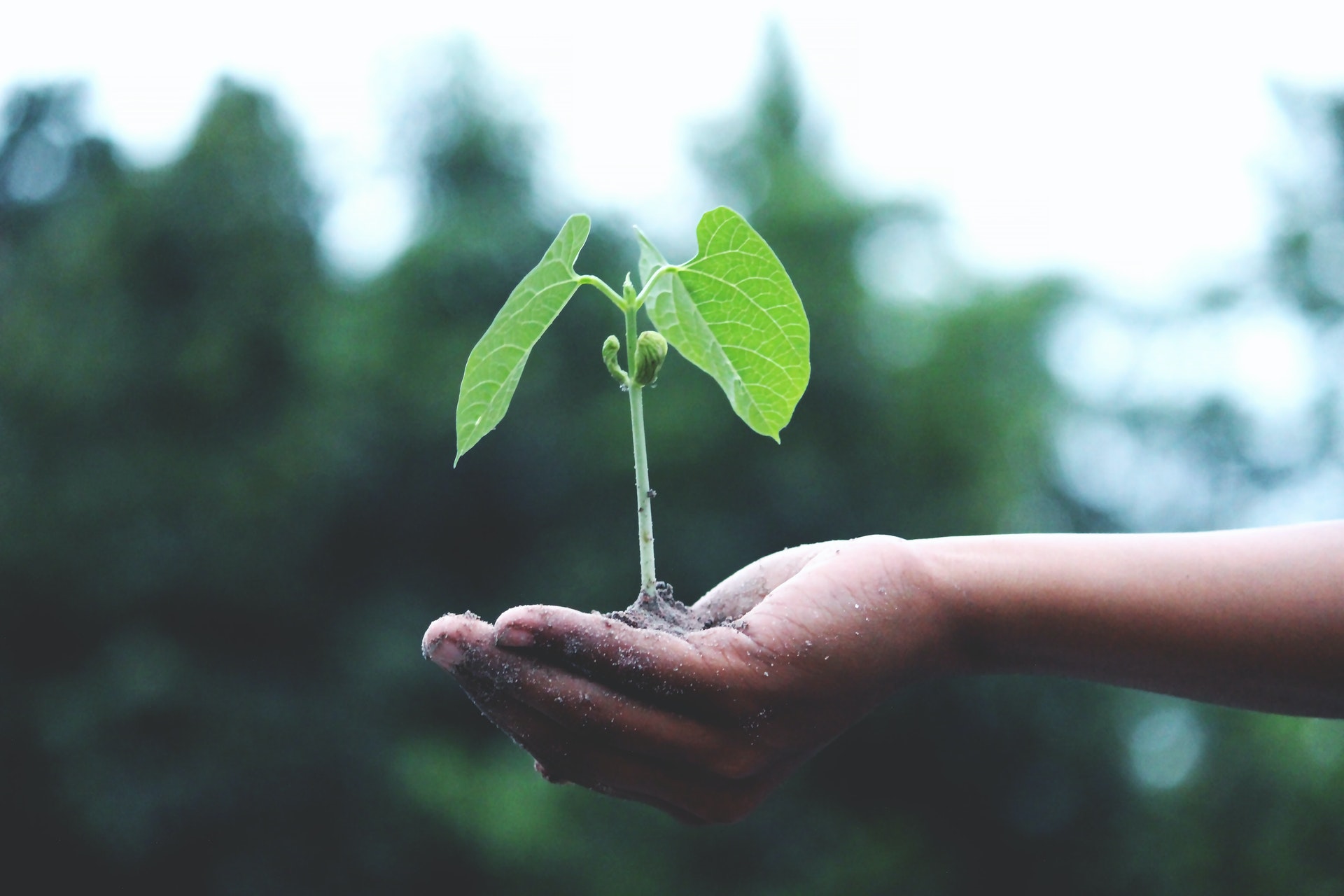 sustainable action with plant growing in palm