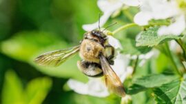 Bio Diversity Net Gain